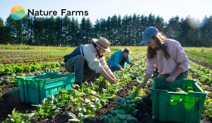 HS NF Veg Farm (300 x 175 px)